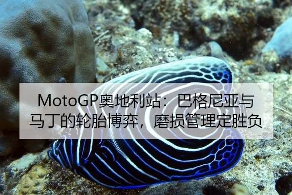 ao-di-li-zhan-ba-ge-ni-ya-yu-ma-ding-de-lun-tai-bo-yi-mo-sun-guan-li-ding-sheng-fu-2-474.jpg