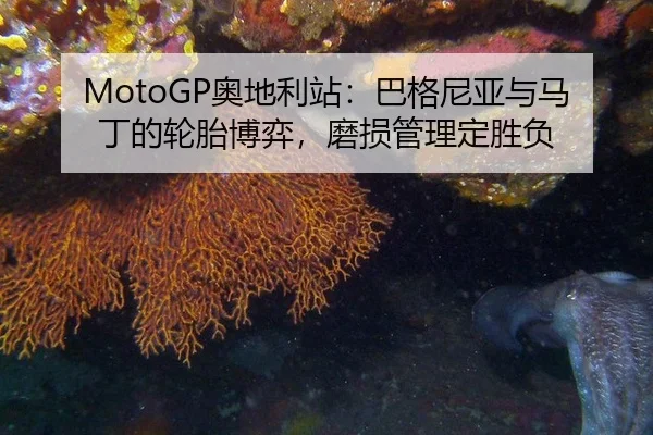 ao-di-li-zhan-ba-ge-ni-ya-yu-ma-ding-de-lun-tai-bo-yi-mo-sun-guan-li-ding-sheng-fu-3-407.jpg